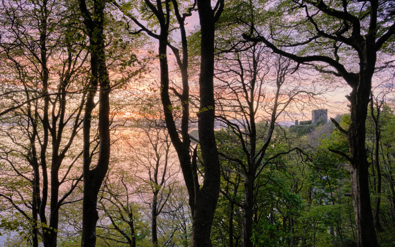Dunollie Woods